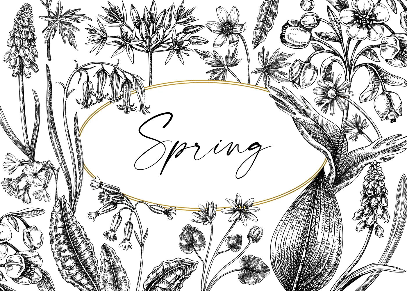 Spring wildflowers background. Woodland wild flower sketches. Hand-drawn vector illustrations. Cowslip, bluebell, grape hyacinth, hellebore, winter aconite. Floral frame design  Illustration
